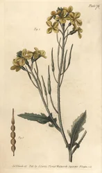 Vild rädisa, Raphanus raphanistrum, Siliquosa. Handkolorerad kopparstick av F. Sansom av en botanisk illustration av Sydenham Edwards för William Curtis