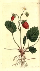 Vildsmultron, Fragaria vesca (Enbladig jordgubbe eller jordgubbe från Versailles, Fragaria monophylla). Handkolorerad kopparstick efter en botanisk illustration från William Curtis The Botanical Magazine, Lambeth Marsh, London