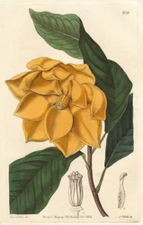 Gulblommig Magnolia, infödd i Java (Indonesien) - Strong water av S. Watts från en illustration av Sarah Anne Drake (1803-1857), från Botanical Register