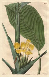 Gulblommig calathea, infödd i Brasilien - S. Watts starkt vatten från en illustration av M. Mart, från det botaniska registret