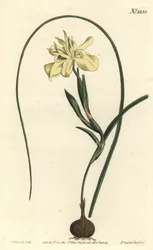 Gul eskulentrotad moraea, Moraea fugax (Moraea edulis). Handkolorerad kopparstick av F. Sansom Jr. efter en illustration av Sydenham Edwards från William Curtis