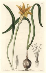 Gul pyrolirion (Amaryllis arvensis), infödd i Peru - Strong water av S. Watts från en illustration av Sarah Anne Drake (1803-1857), extraherad från det botaniska registret