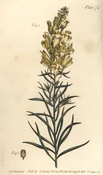 Gul padda lin eller snapdragon, Antirrhinum majus, Angiospermia. Handkolorerad kopparstick av F. Sansom av en botanisk illustration av Sydenham Edwards för William Curtis