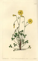 Gul skogssorrel, Oxalis micrantha (Cummings oxalis, Oxalis cummingii). Handkolorerad kopparstick av S. Watts efter en illustration av William Herbert från Sydenham Edwards