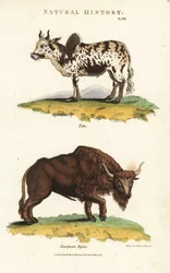 Zebu och bison - Zebu puckelboskap, Bos indicus, och europeisk bison, Bison bonasus. Handfärgad kopparstick efter Sydenham Edwards från John Mason Goods Pantologia, a New Encyclopedia, G. Kearsley, London