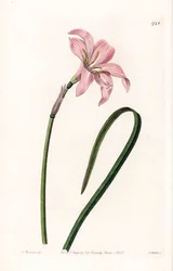 Zephyranthes hybridvariant - Plåt graverad av S.Watts, från en illustration av Sarah Anne Drake (1803-1857), från Botanical Register of Sydenham Edwards (1768-1819), England