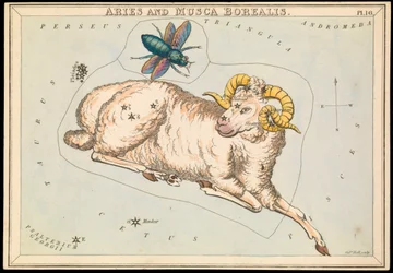 Aries och Musca borealis, ca 1825 (kort, papper, silkespapper)