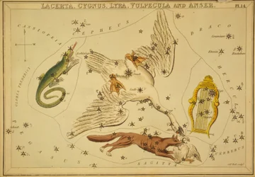 Ödla, svan, lyra, räv och gås, illustration från 