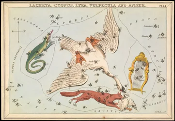 Lacerta, Cygnus, Lyra, Vulpecula och Anser, ca 1825 (kort, papper, vävnad)