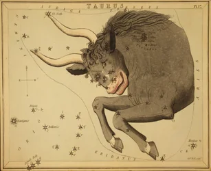 Oxen, Illustration från 