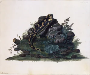 Salamander, akvarell av Sidney Parkinson (ca 1745-1771), Storbritannien