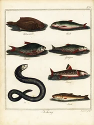 Fiske: flundra, färna, mört, kola, röding, ål, loach. 1792 (gravyr)