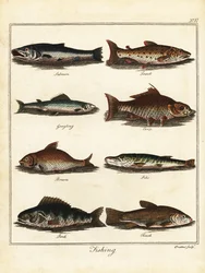 Fiske: lax, öring, harr, karp, braxen, gädda, abborre, tenc 1792 (gravyr)