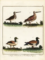 Jaktfåglar: enkelbeckasin, morkulla, gräsand och bläsand. 1792