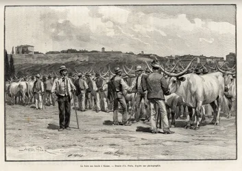 Nötköttsmässan i Siena (Italien). Gravyr av Taylor för att illustrera historien "" A travers la Tuscane"" av Eugene Muntz (1845-1902), i Le tour du Monde 1892, regisserad av Edouard Charton (1807-1891), Hachette, Paris.