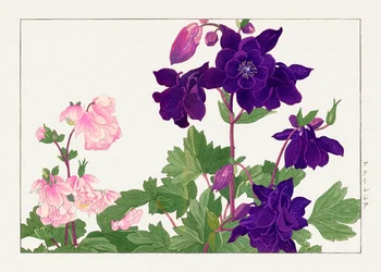 Aquilegia-blomma från "Seiyou Sokazufu"