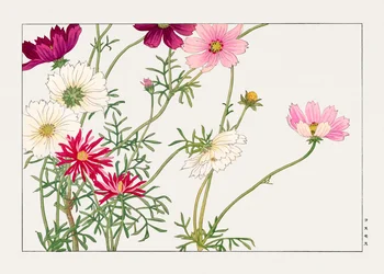 Kosmosblomma från "Seiyou Sokazufu"