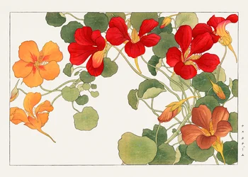 Krasseblomma från "Seiyou Sokazufu"