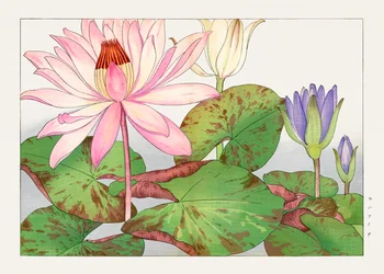 Nymphaea lotus från "Seiyou Sokazufu