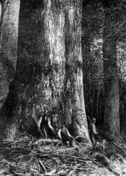 Jätteeukalyptus, Australien, 1886