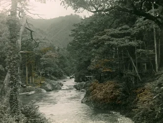 Höstskog i Yamanaka-regionen, cirka 1900 - 1915 (fotografi)