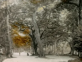 Hundraåriga träd i Shimogamo Park, Kyoto, cirka 1900 - 1915 (fotografi)