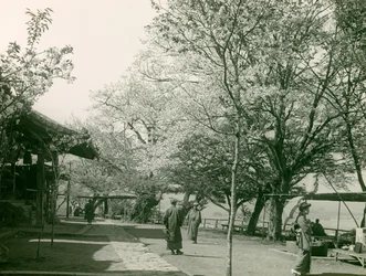 Körsbärsblommor i staden Otsu, ön Honshu, cirka 1900 - 1915 (fotografi)