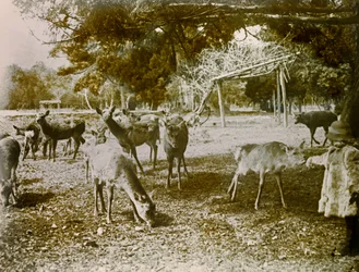 Dovhjortar på fri fot i Nara, cirka 1900 - 1915 (fotografi)