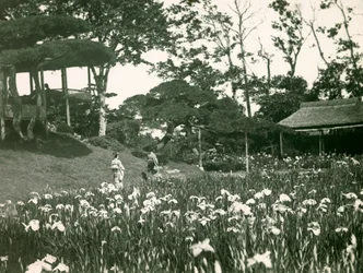 Horikiri Shōbu-ens iristrädgård i Tokyo, omkring 1900-1915