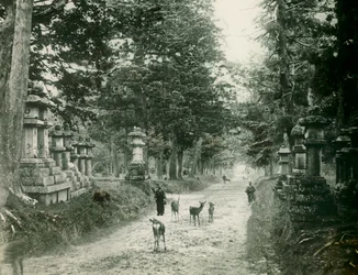 Kasauga Taisha-parken i Nara, cirka 1900-1915 (fotografi)