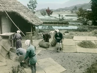 Bönder som rensar ris vid kanten av risfälten i Japan, ca 1900-1915 (fotografi)