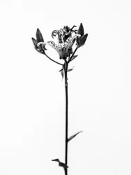 Amid the Flowers 19, 2021 (s/v-foto)
