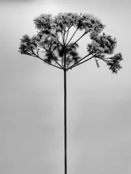 Amid the Flowers 1, 2021 (s/v-foto)