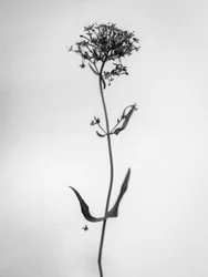 Amid the Flowers 21, 2021 (s/v-foto)
