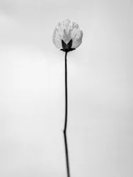 Amid the Flowers 26, 2021 (s/v-foto)