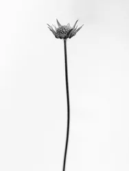 Amid the Flowers 33, 2021 (s/v-foto)