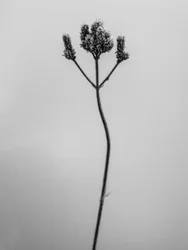 Amid the Flowers 3, 2021 (s/v-foto)