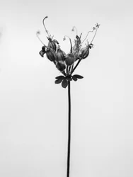 Amid the Flowers 42, 2021 (s/v-foto)
