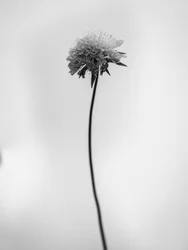 Amid the Flowers 44, 2021 (s/v-foto)