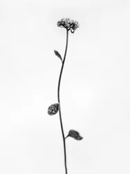 Amid the Flowers 50, 2021 (s/v-foto)