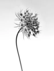 Amid the Flowers 52, 2021 (s/v-foto)