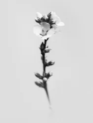 Amid the Flowers 55, 2021 (s/v-foto)