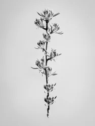 Amid the Flowers 59, 2021 (s/v-foto)
