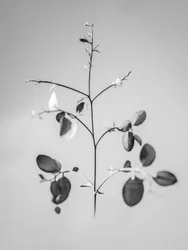 Amid the Flowers 60, 2021 (s/v-foto)
