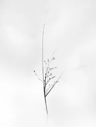 Amid the Flowers 79, 2021 (s/v-foto)