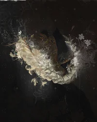 CollarFloral, 2017 (Collage på duk)