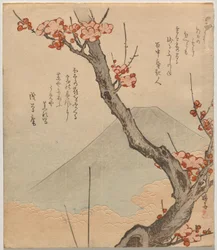 Plommonträd med berget Fuji