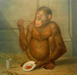 Orangutang, äter jordgubbar