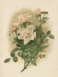 Duchesse De Vallombrosa-rosor