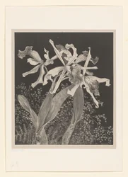 Orkidéer Orkidéer Flower Studies (original serietitel)
